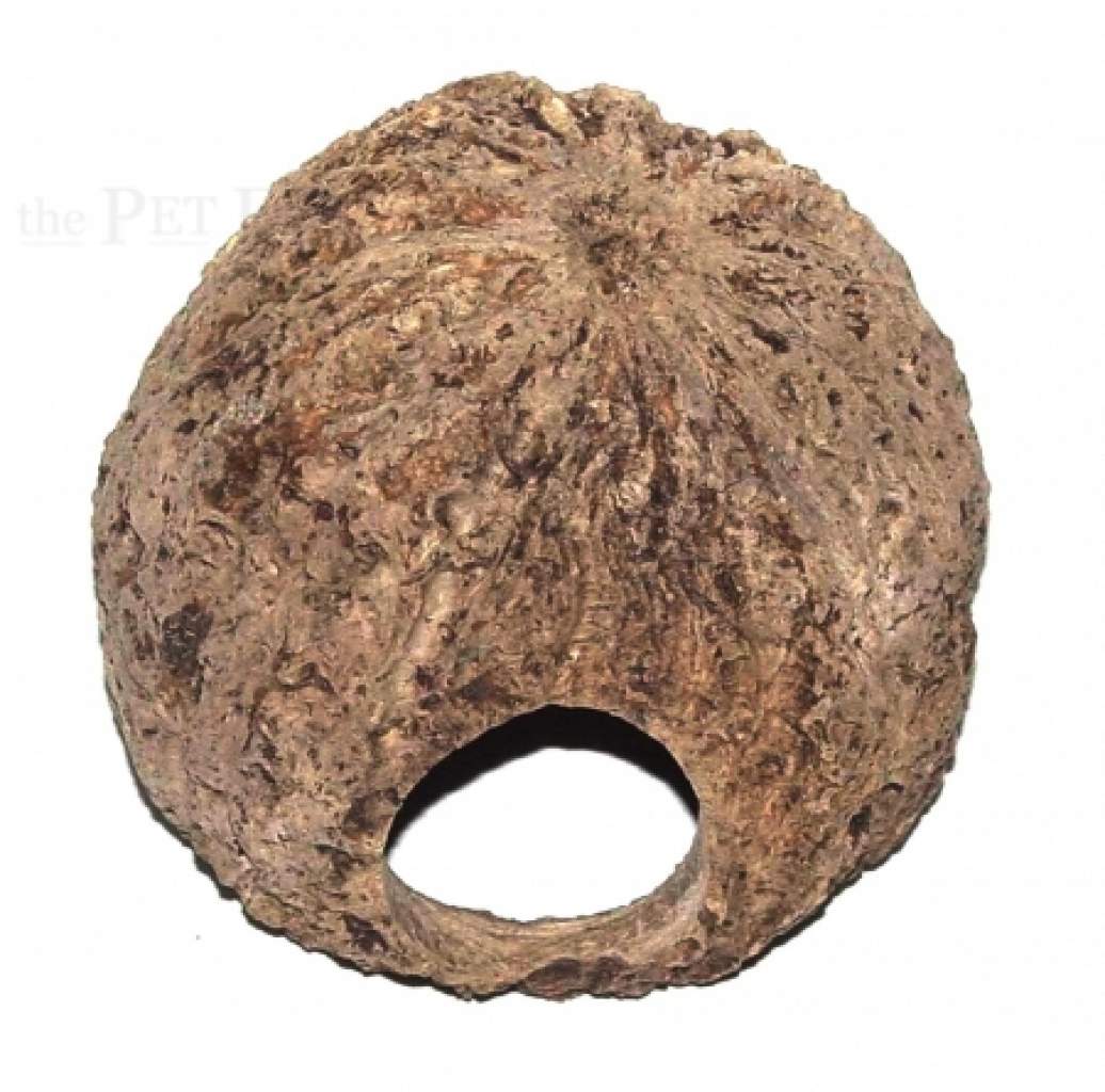 Paranussschale gelocht